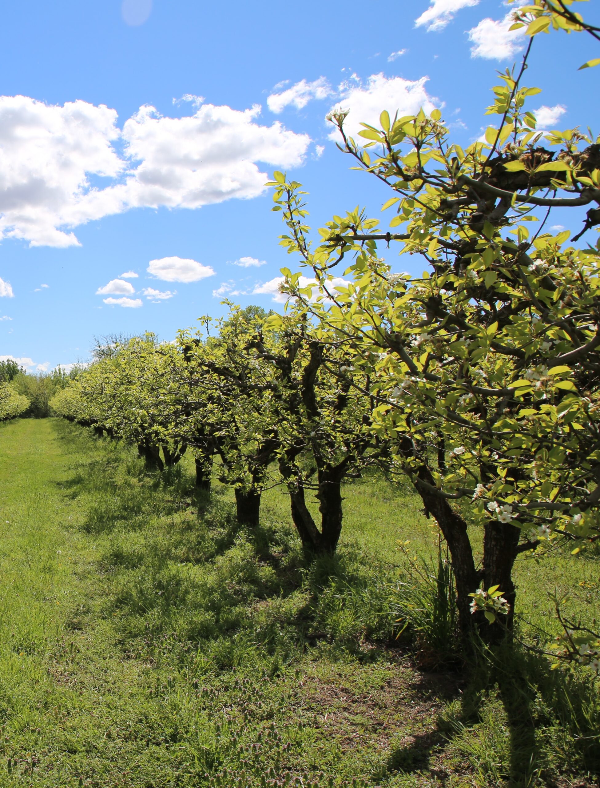 Producteuts_fruits_français