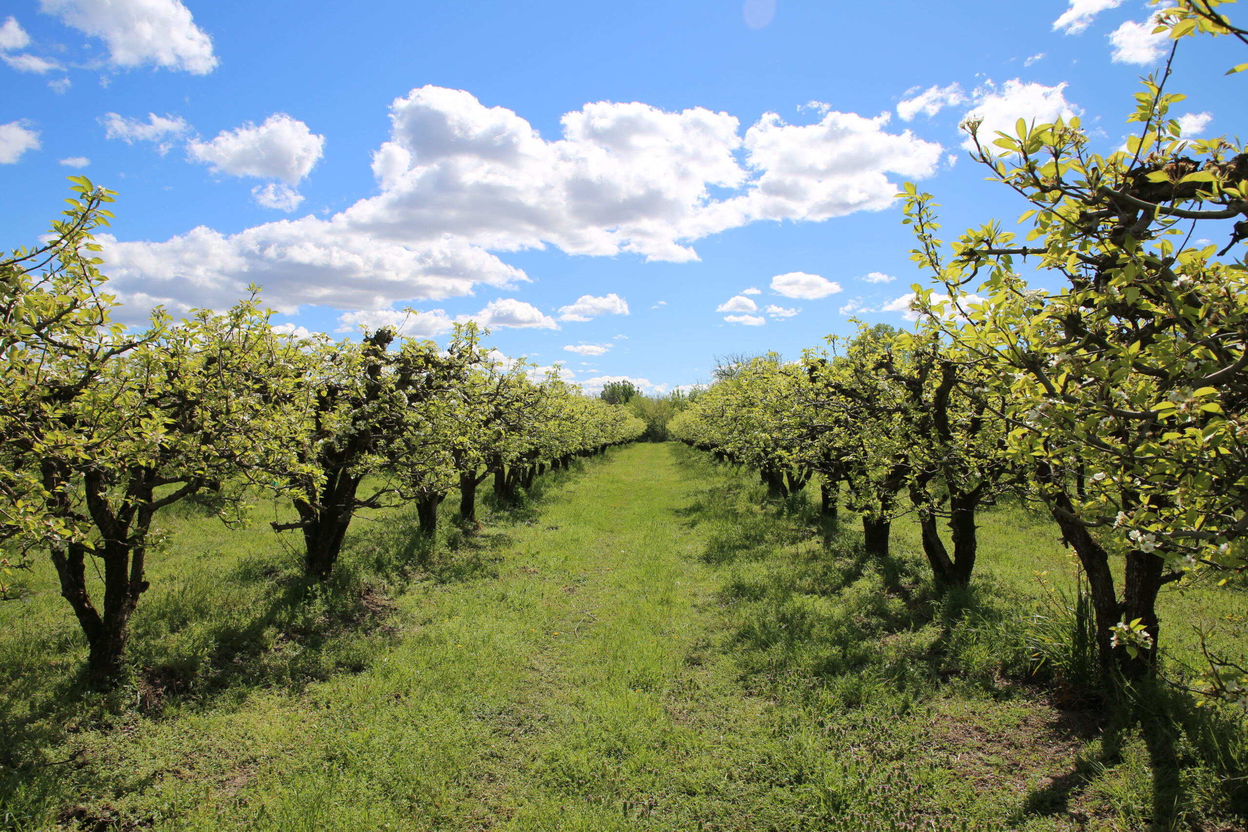 producteurs-poire-gard